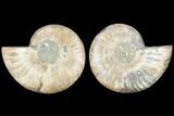 Sliced Ammonite Fossil - Agatized #125028-1